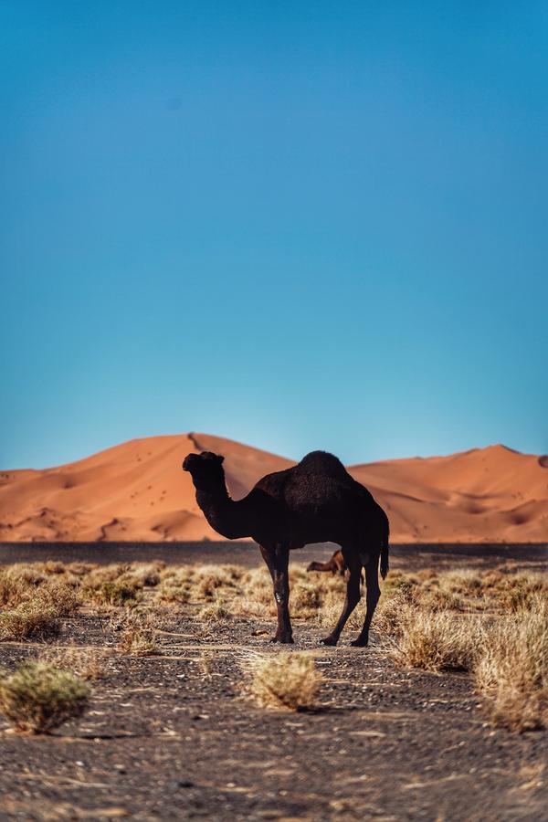 Luxurious Merzouga Desert Camps Εξωτερικό φωτογραφία